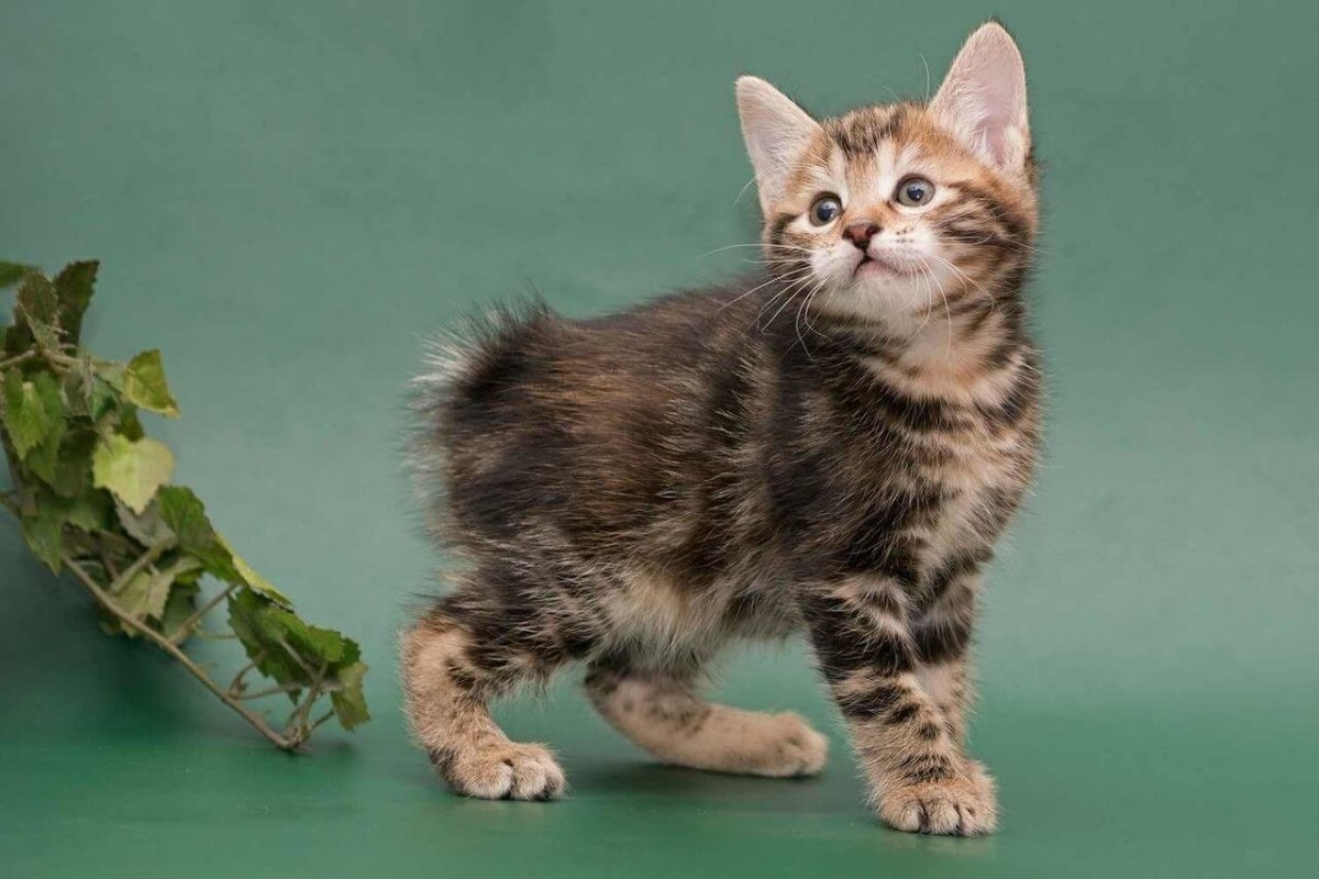 Бобтейл кошка