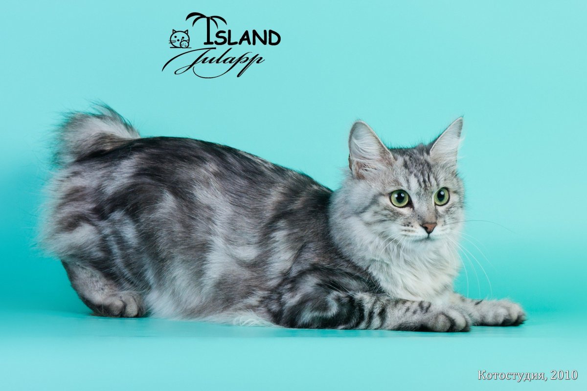 Курильский бобтейл мраморный