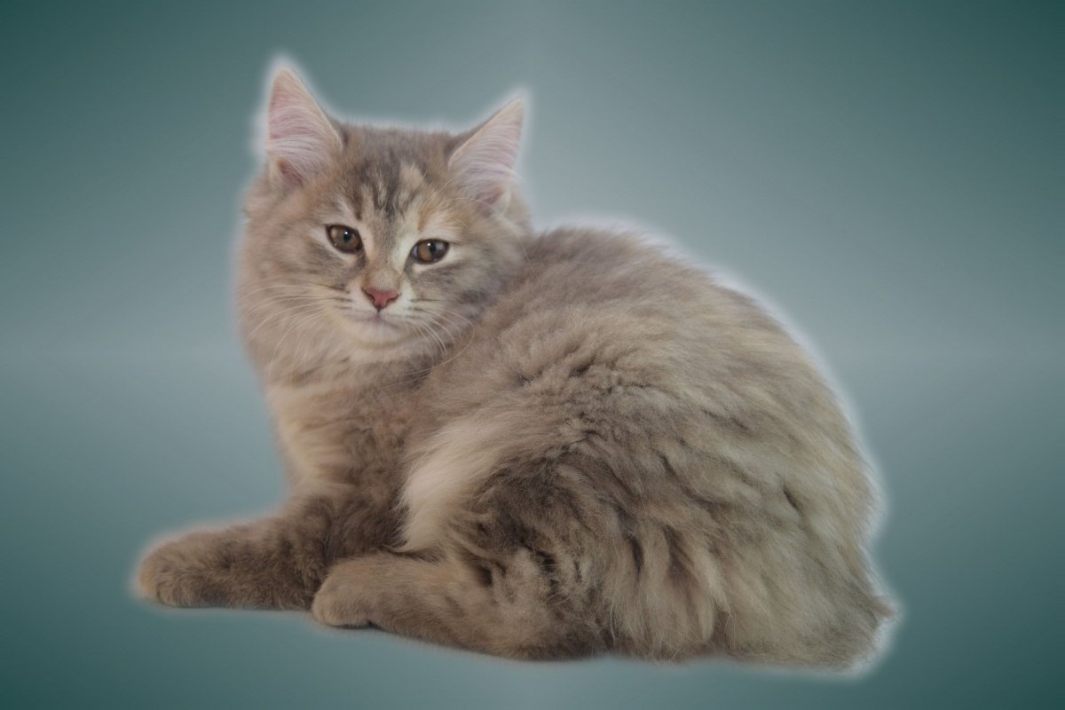 Голубой бобтейл