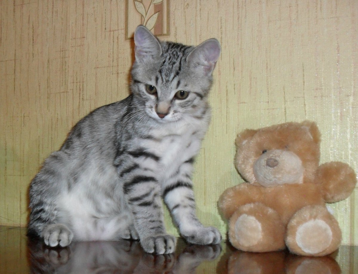 Курильский бобтейл серебристый