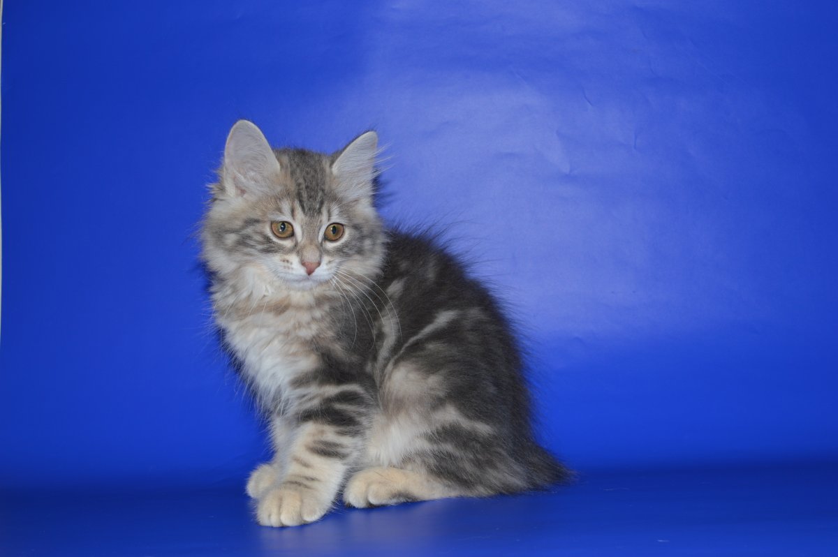 Кот Курильский бобтейл