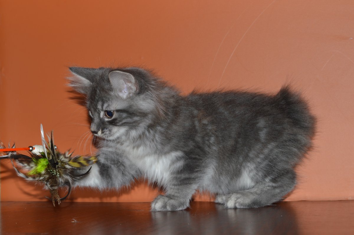 Курильский бобтейл