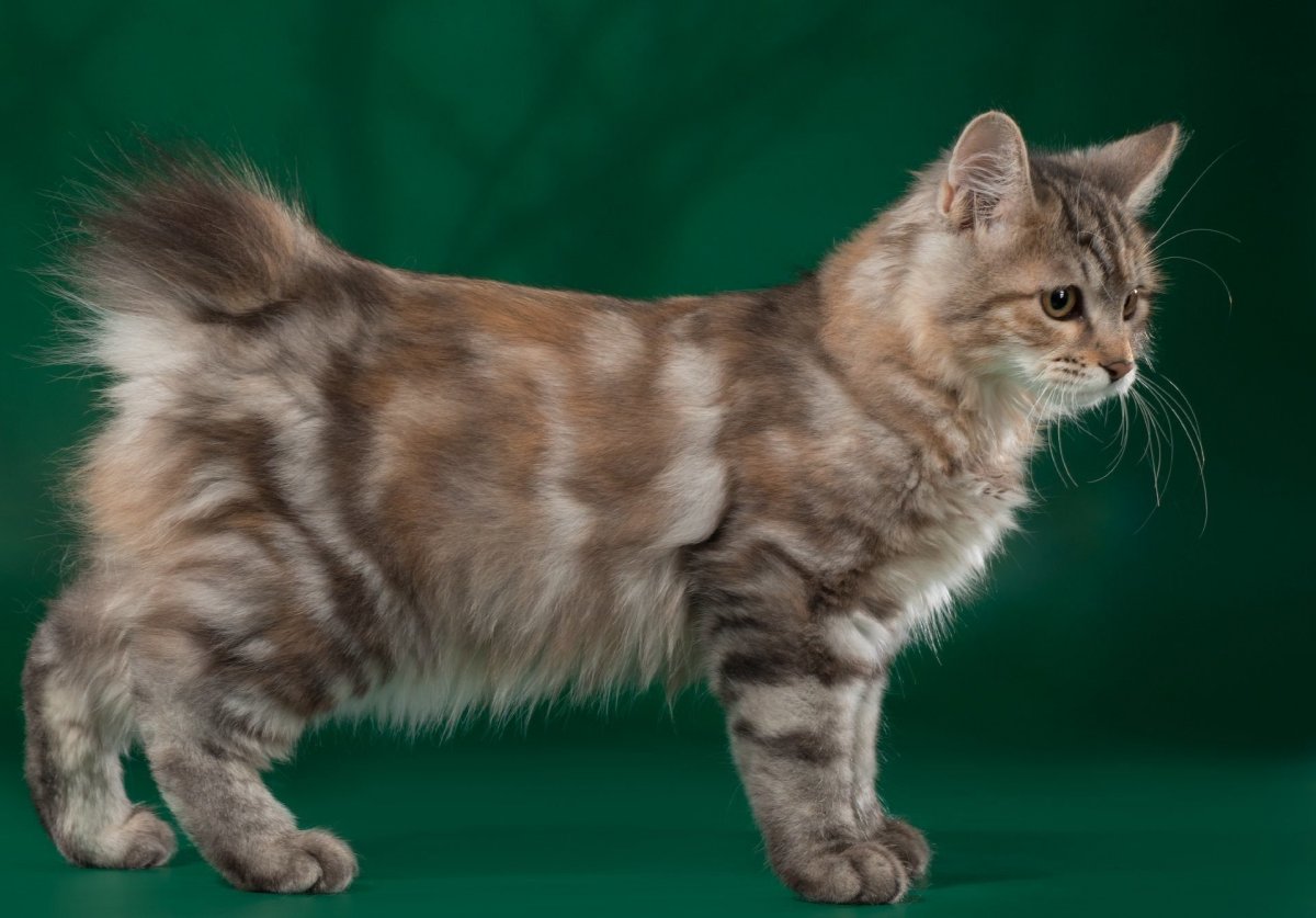 Бобтейл Кимрик