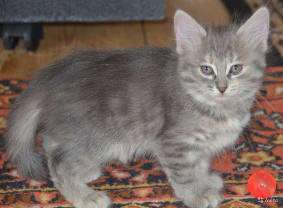 Курильский бобтейл