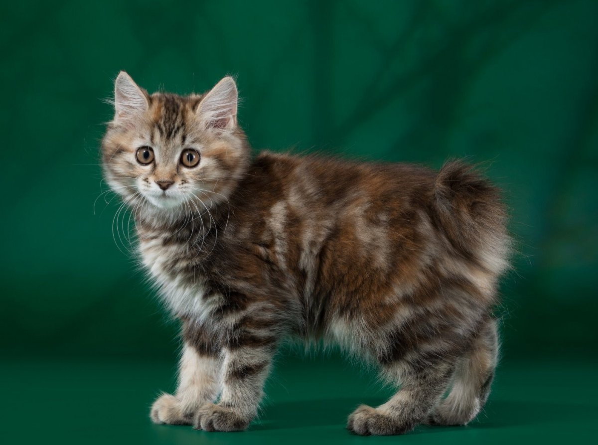 Бобтейл Кимрик