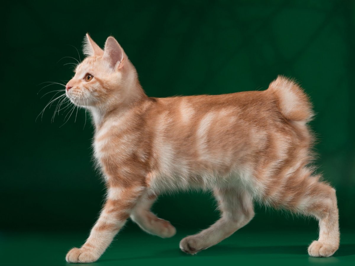 Курильский бобтейл котята