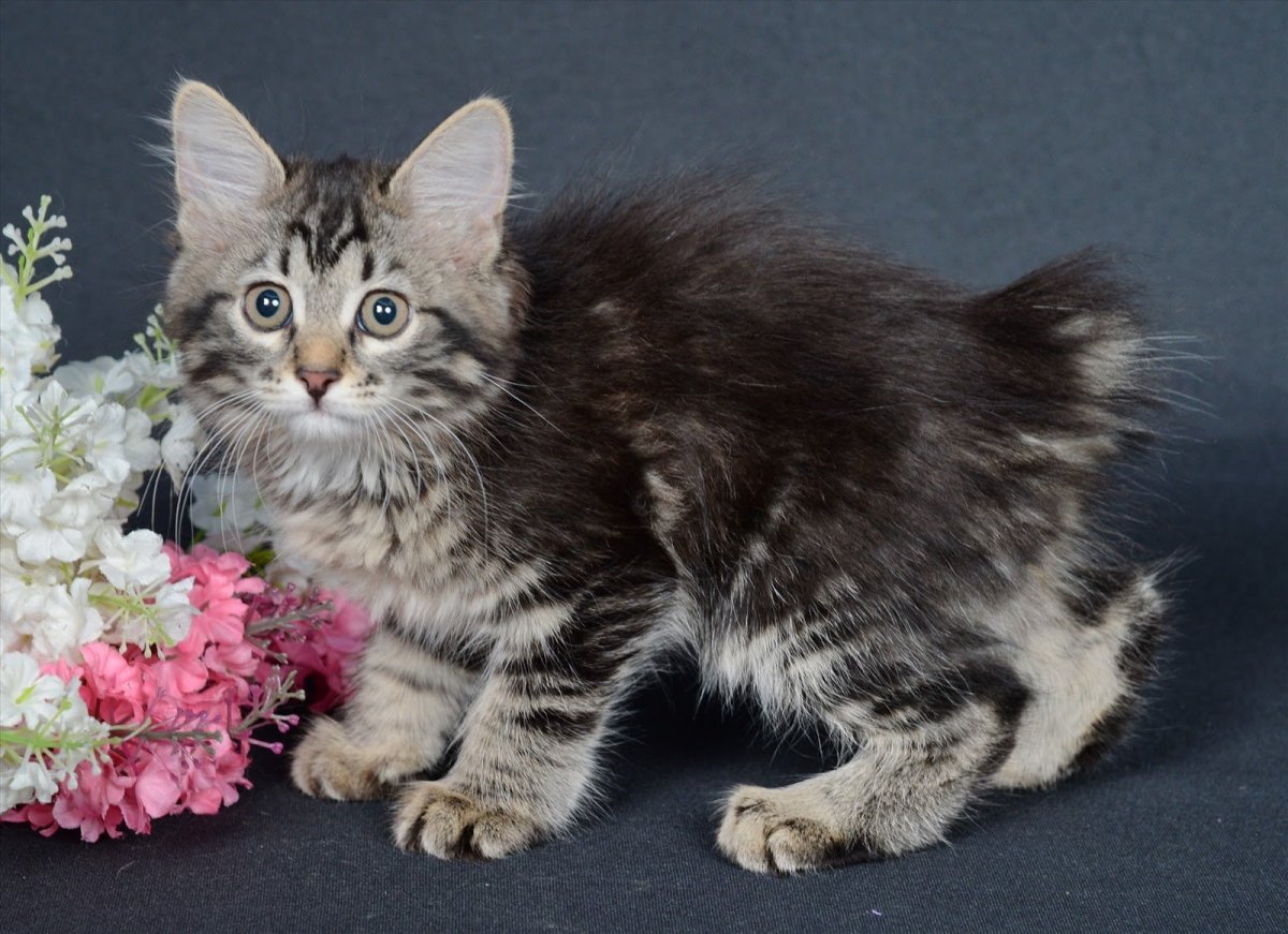 Курильский бобтейл серый окрас