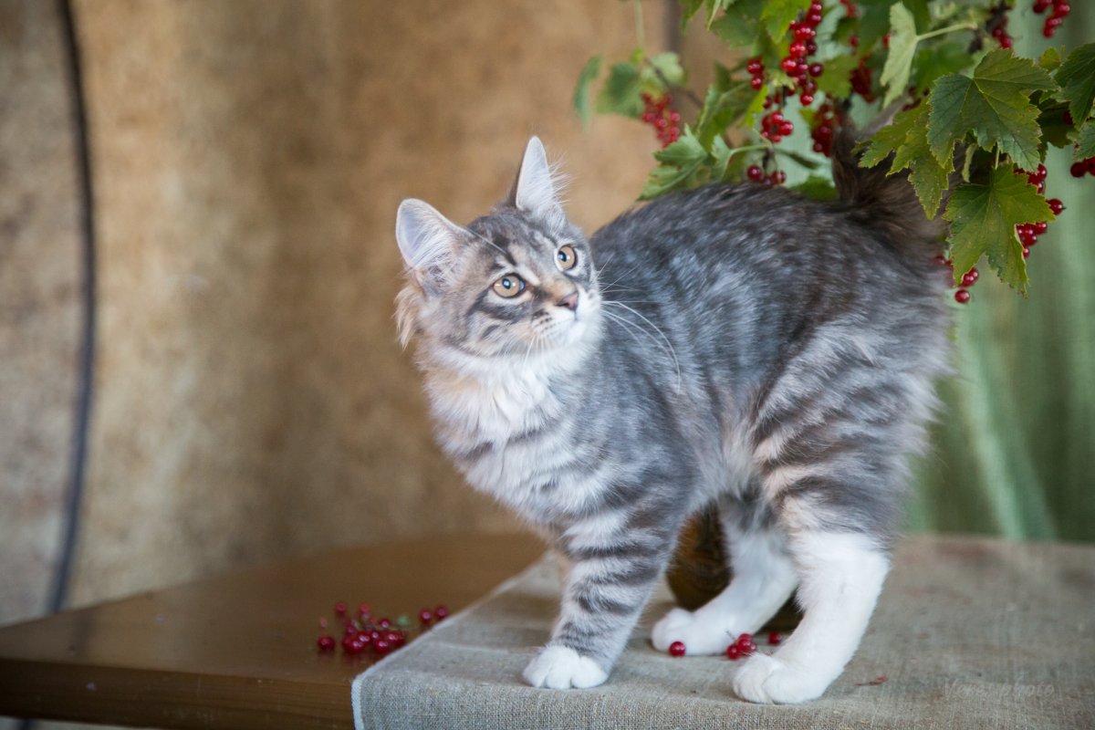 Курильский бобтейл гладкошерстный