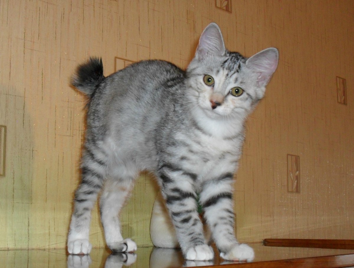 Lesnoy Tsar питомник Курильских бобтейлов