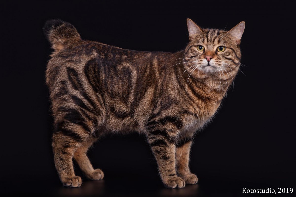 Порода Кимрик