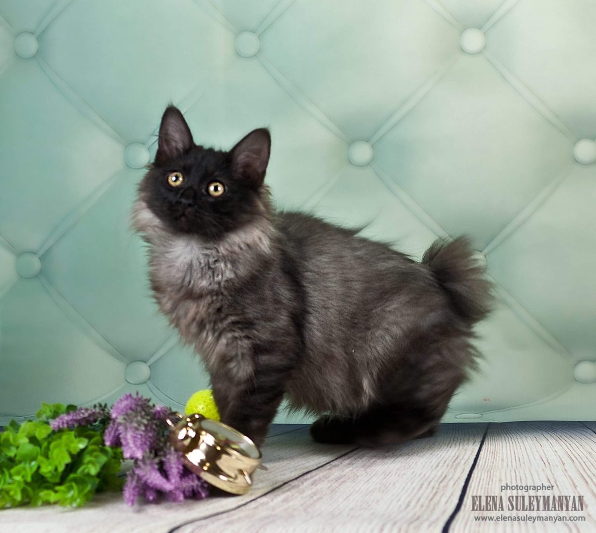 Курильский бобтейл