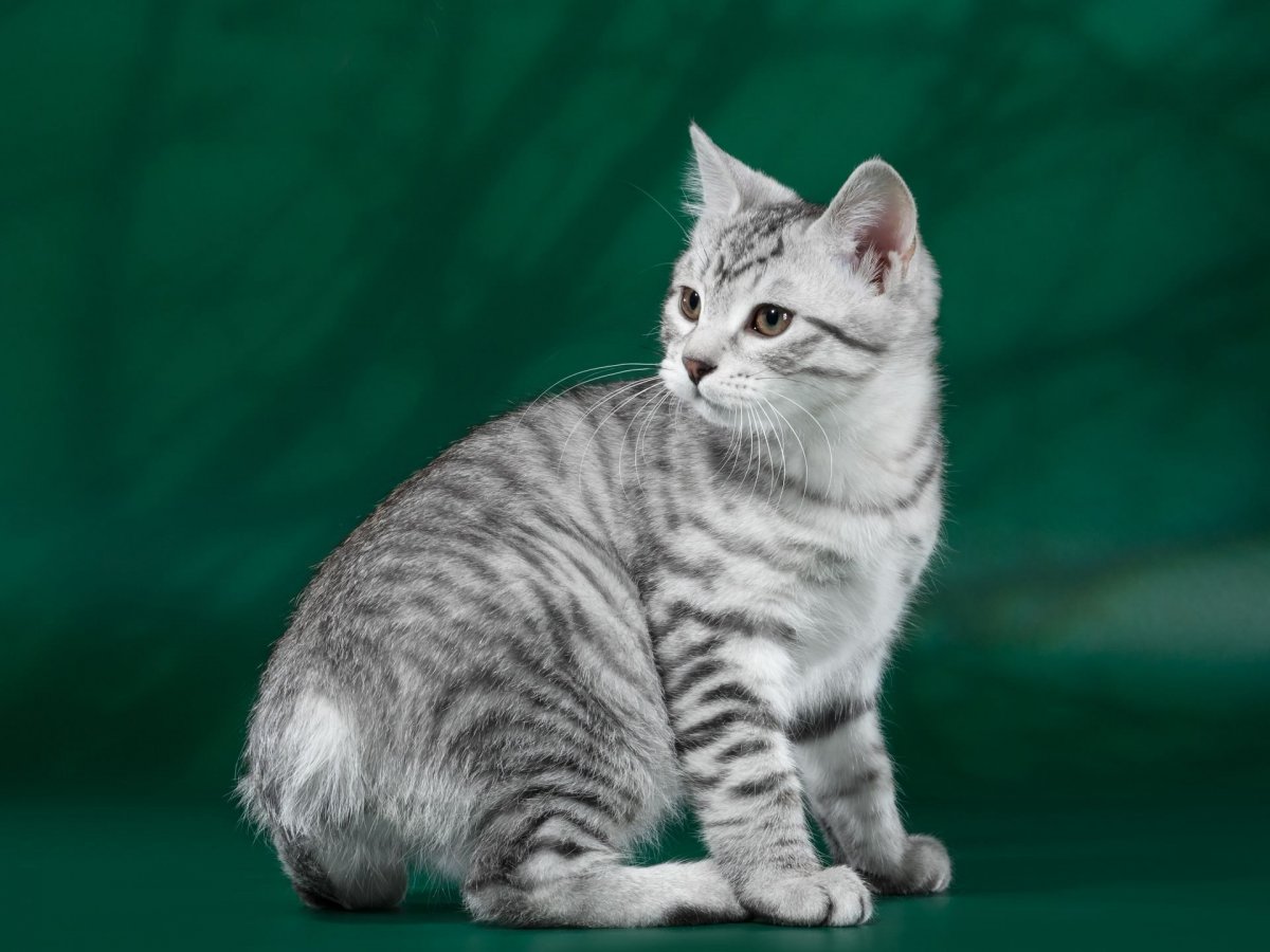 Курильский бобтейл дымчатый