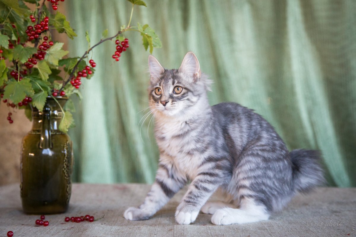 Курильский бобтейл голубой