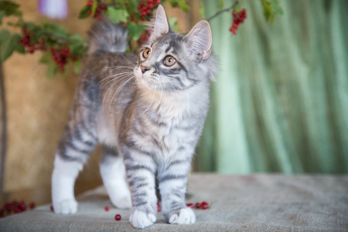 Курильский бобтейл гладкошерстный серый