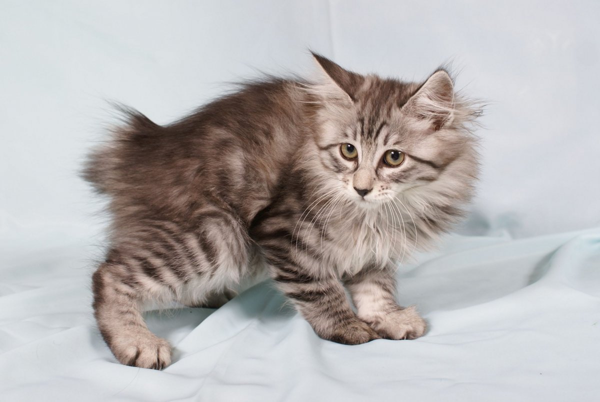 Курильский бобтейл окрас табби