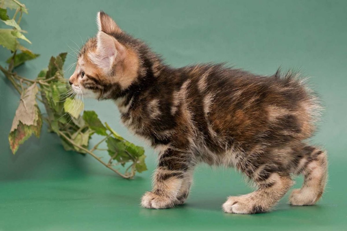 Курильский бобтейл серебристый