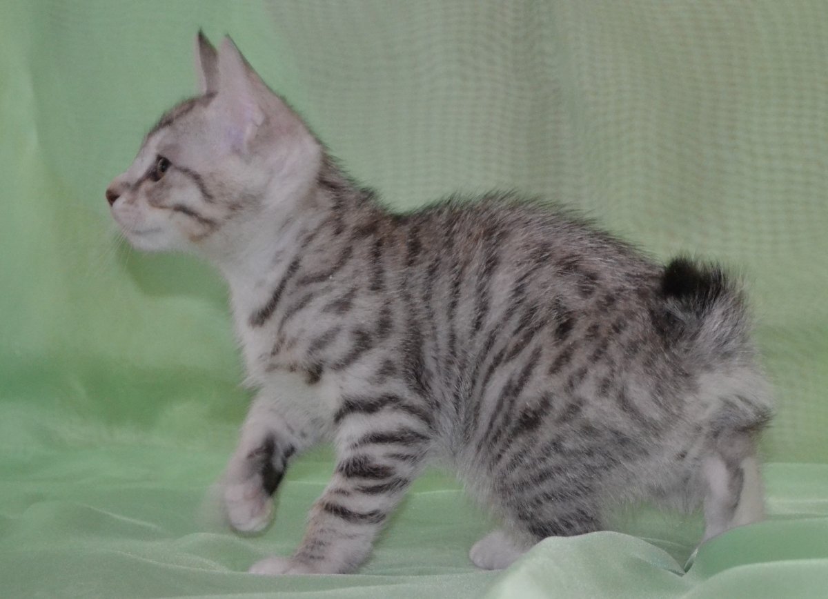 Курильский бобтейл кошка серая