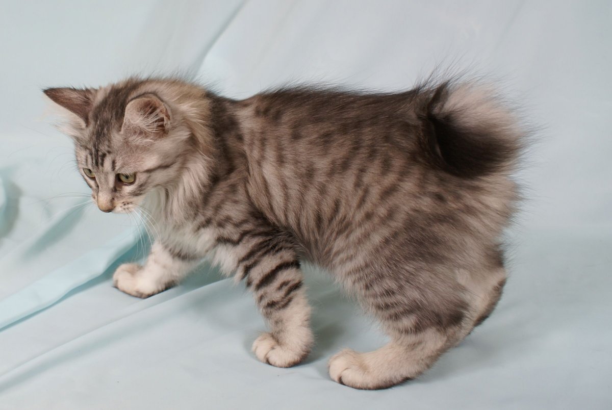 Американский бобтейл длинношёрстный