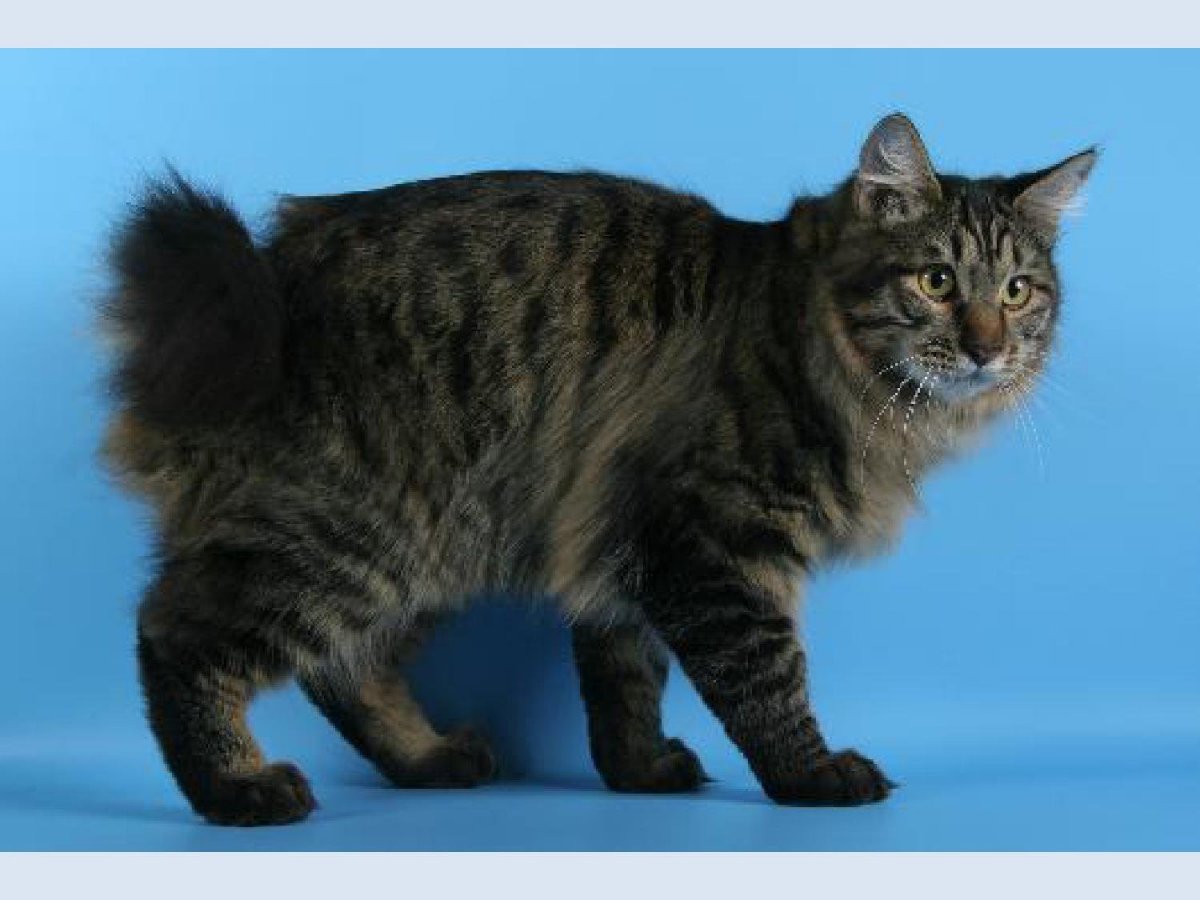 Курильский бобтейл