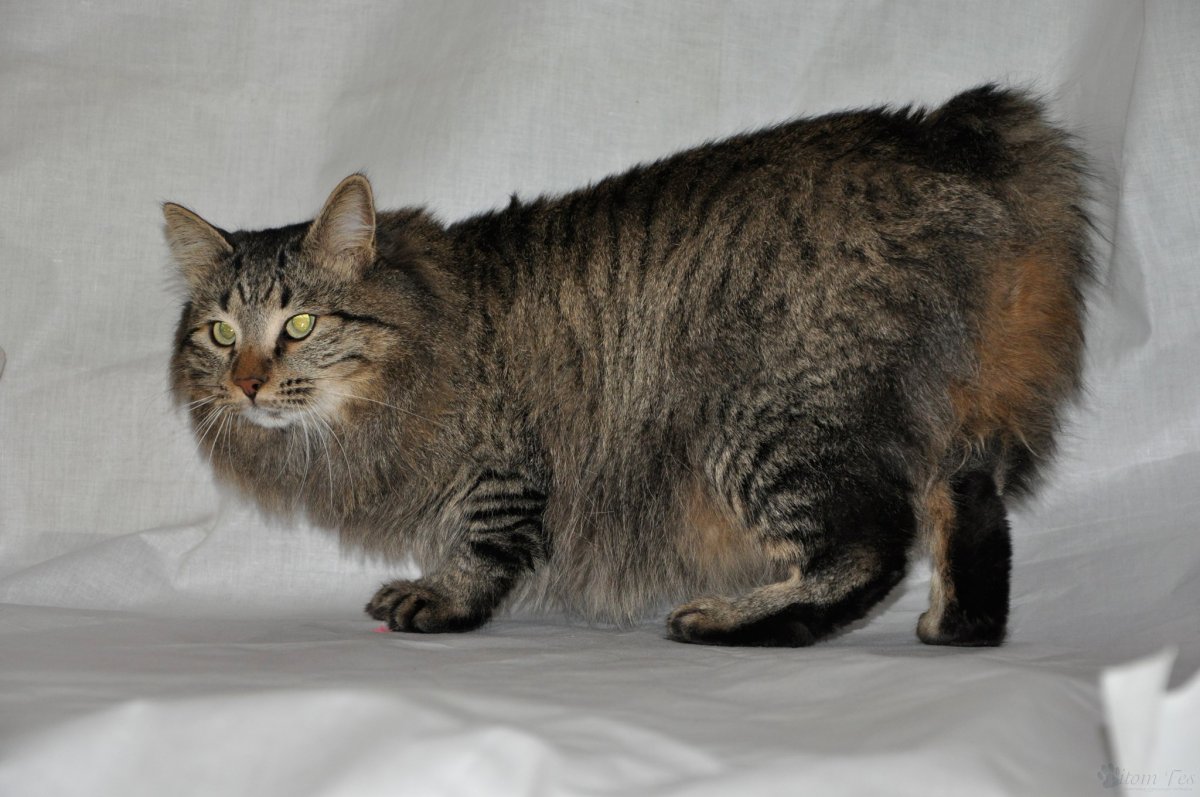 KBL Курильский бобтейл