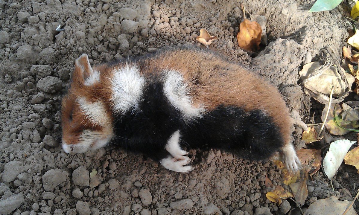 Садовый хомяк карбыш