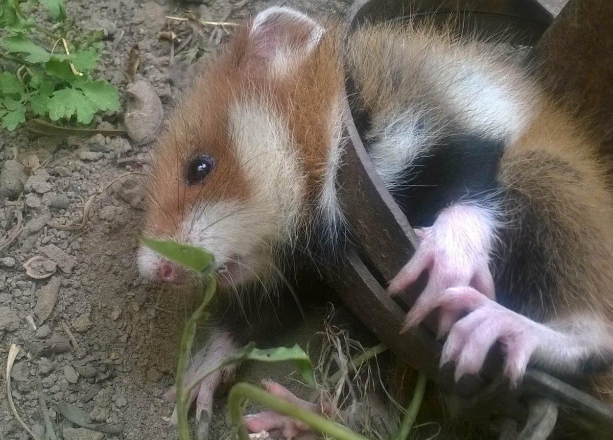 Дикий хомяк карбыш