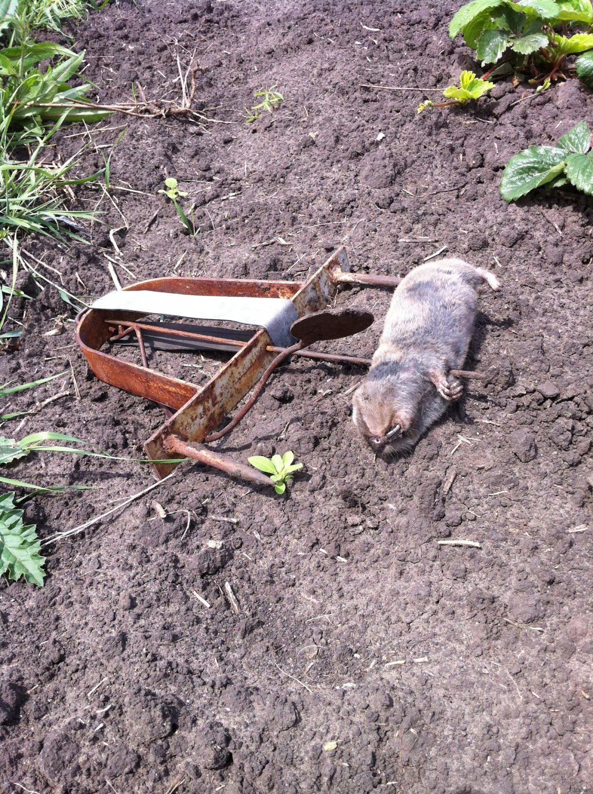 Огородный слепыш