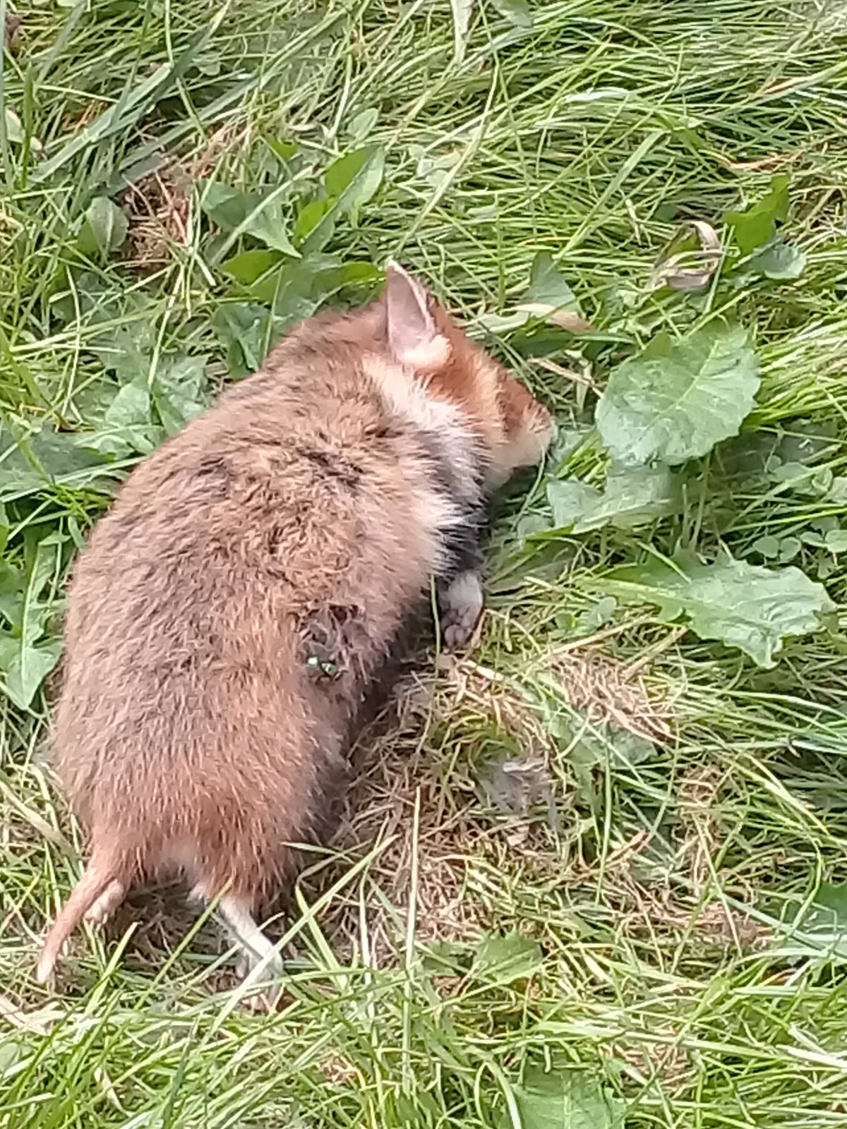 Дикий хомяк карбыш