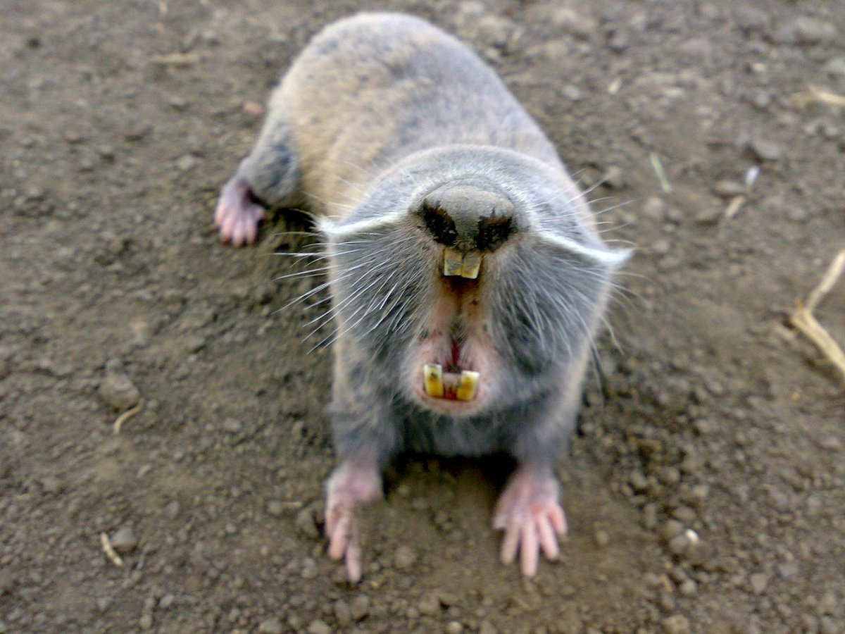 Малый слепыш