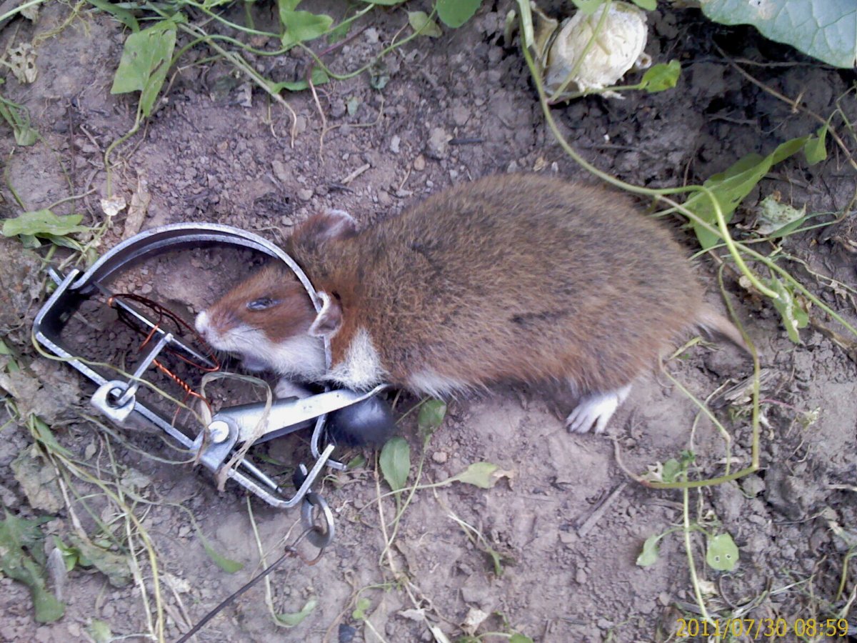 Дачный хомяк карбыш