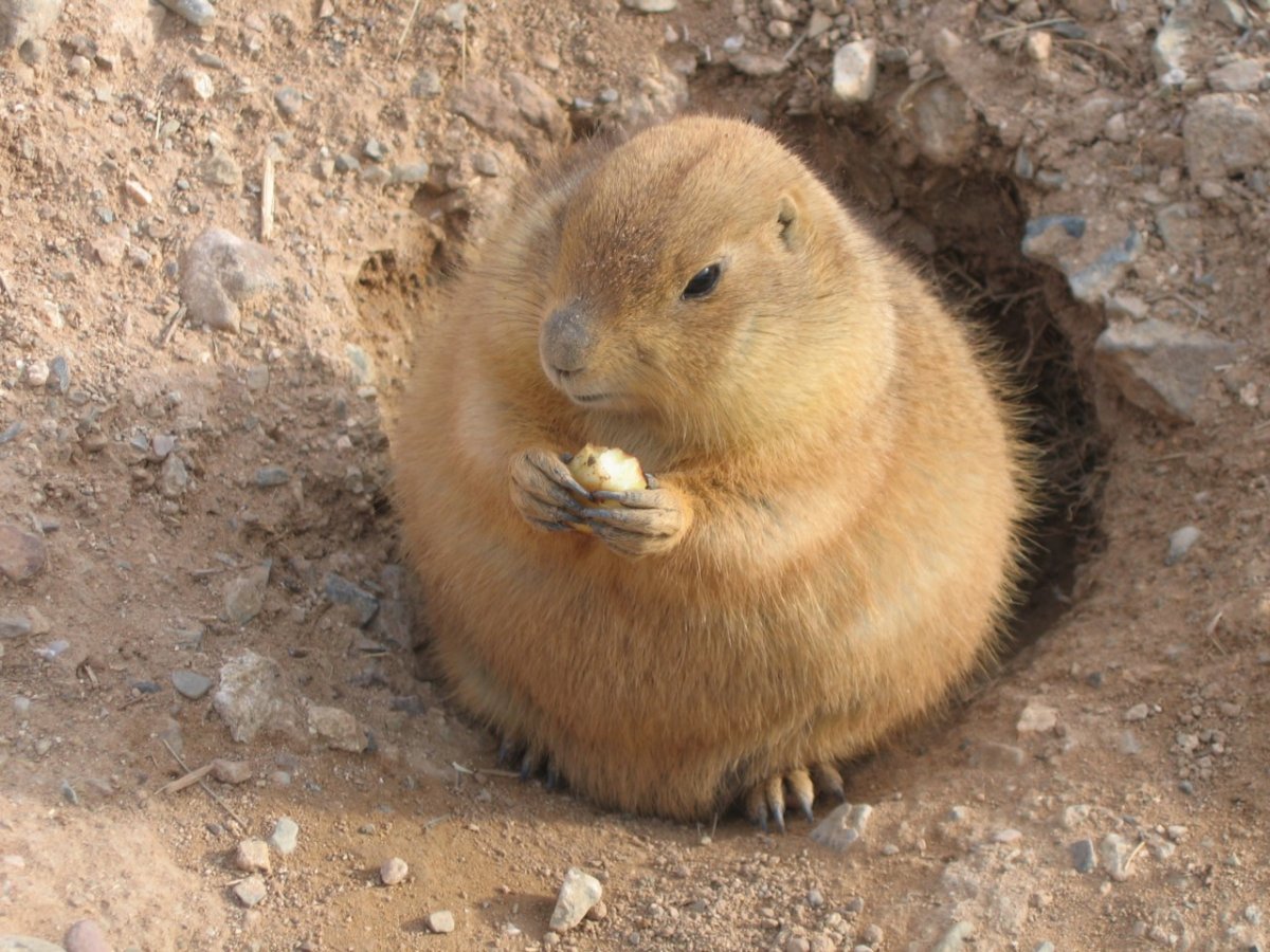 Луговая собачка грызун