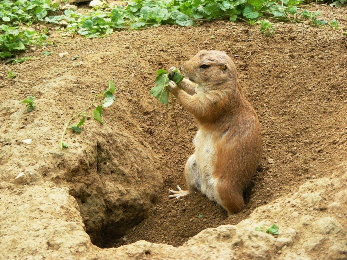 Норы луговых собачек