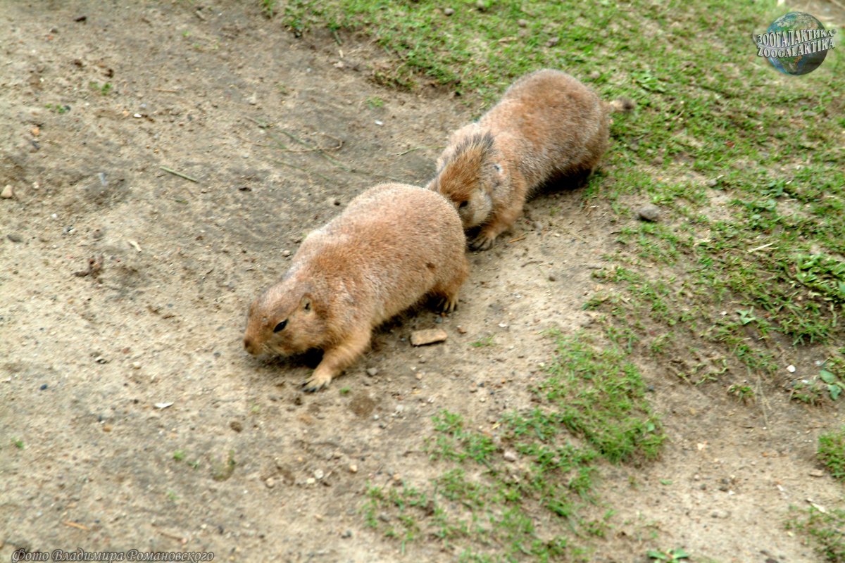 Китайская Земляная собачка