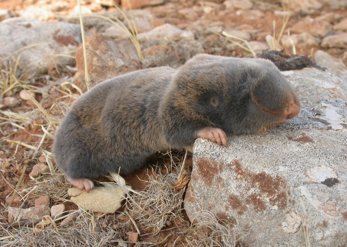 Крот слепыш обыкновенный