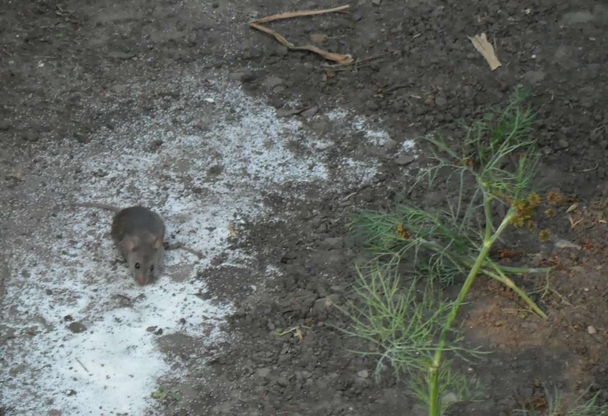 Луговые собачки в прерии