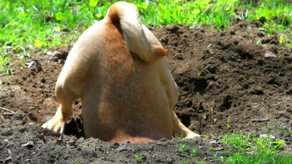 Луговая турецкая собачка