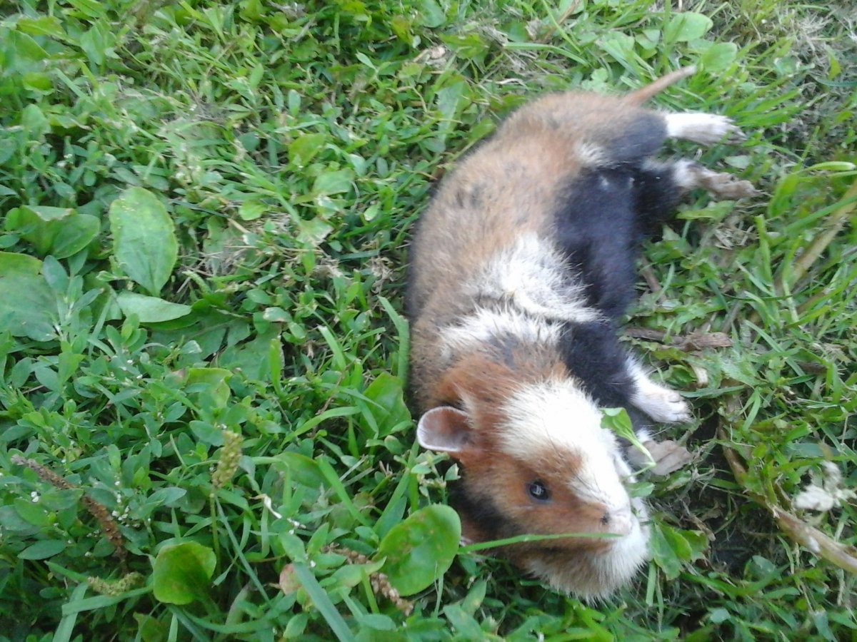 Полевой хомяк карбыш