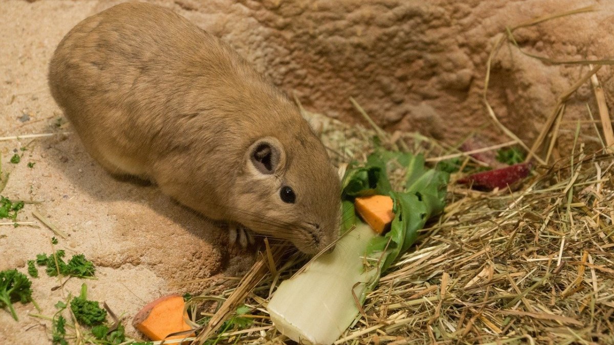 Лесная собачка грызун