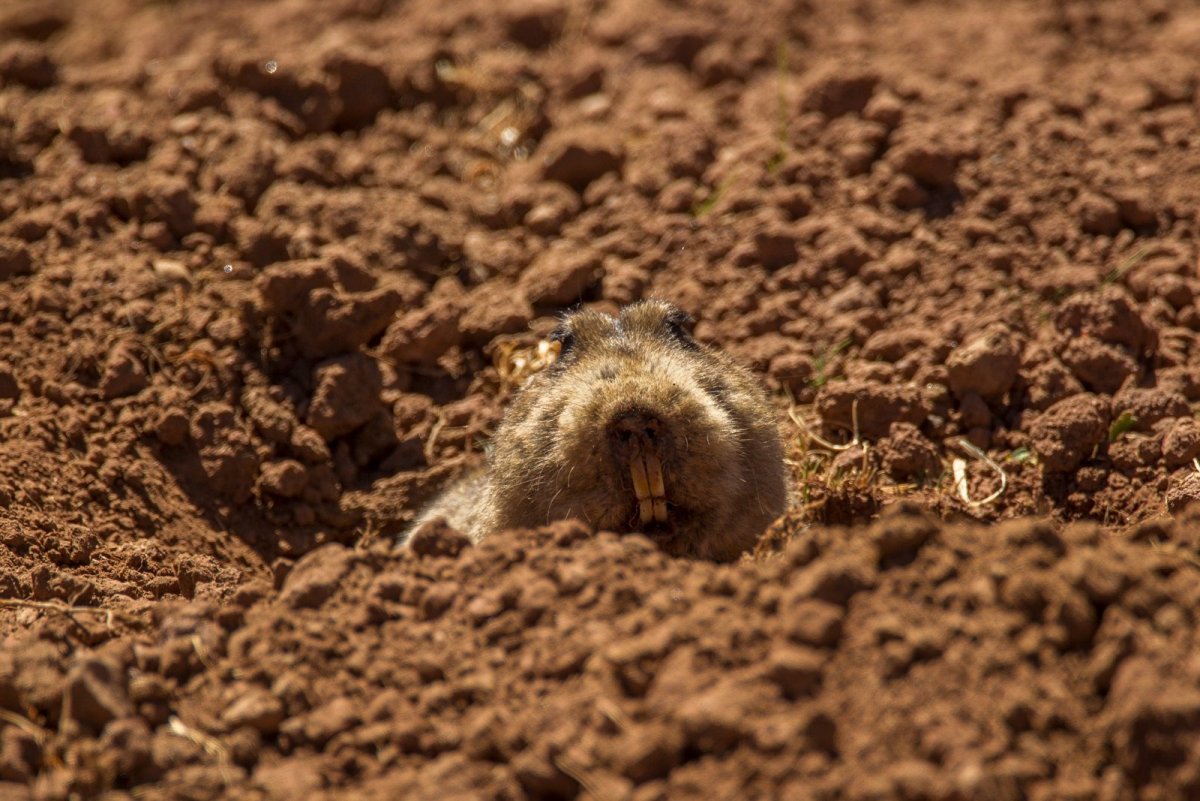 Садовые Грызуны