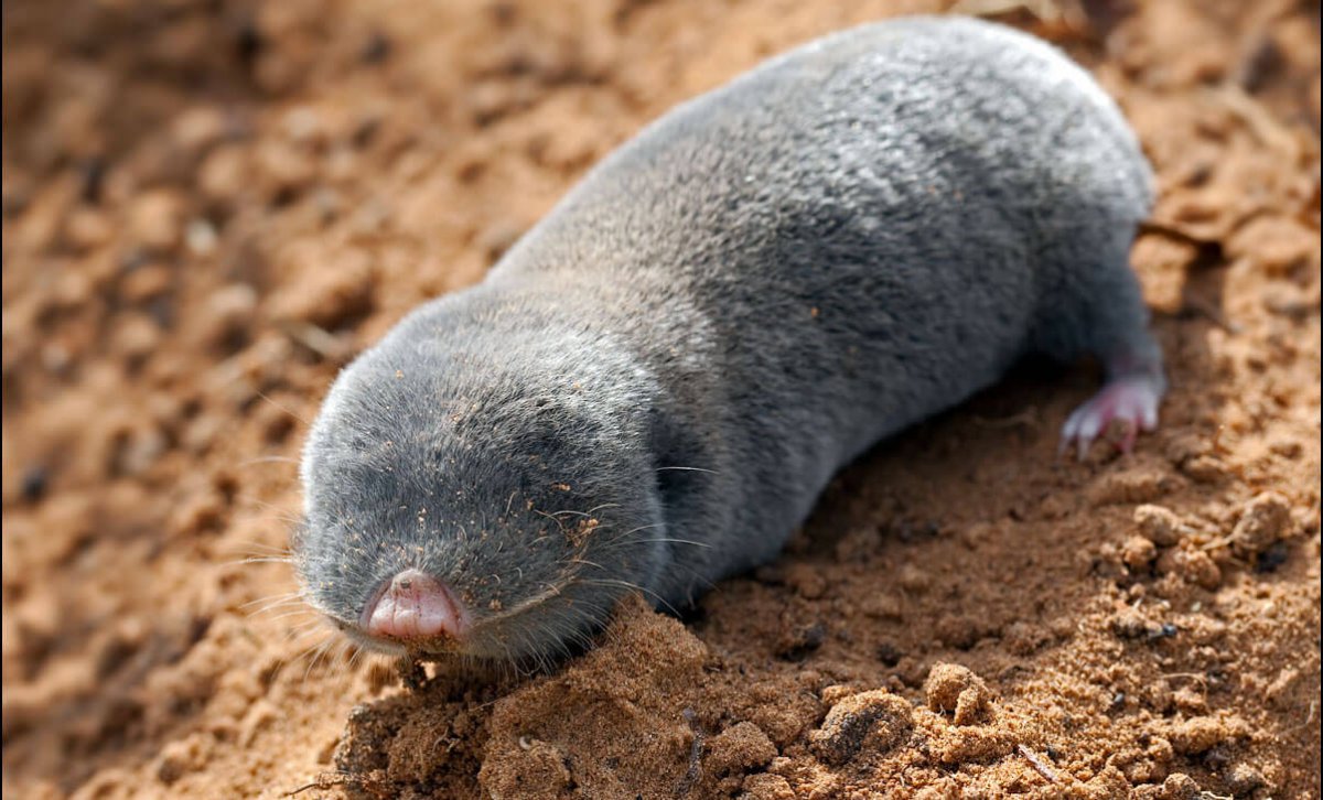 Обыкновенный слепыш