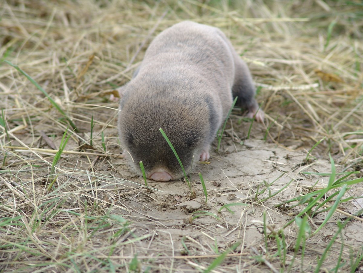Степной слепыш