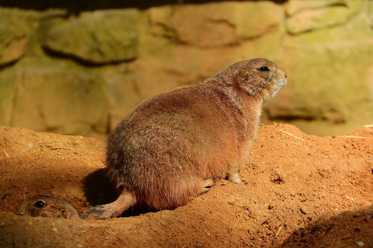 Крот карбыш