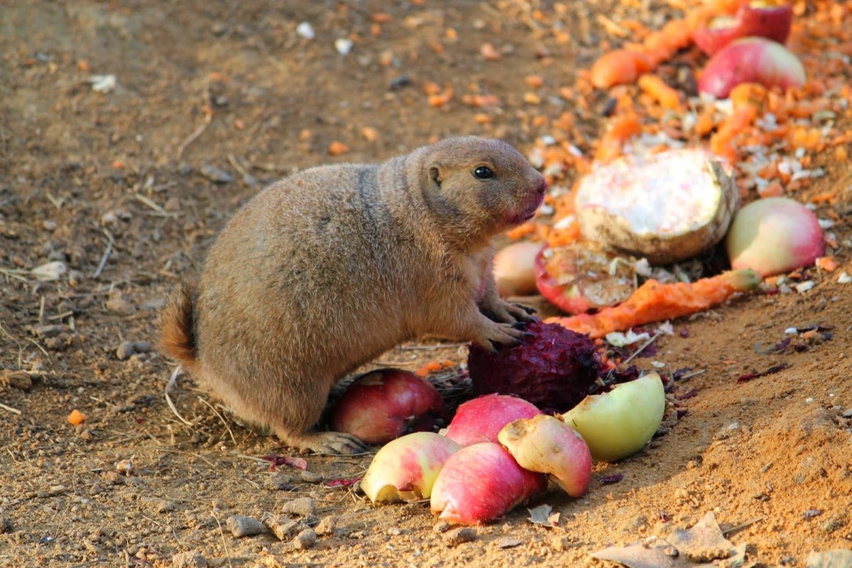 Китайская Земляная собачка для огородников