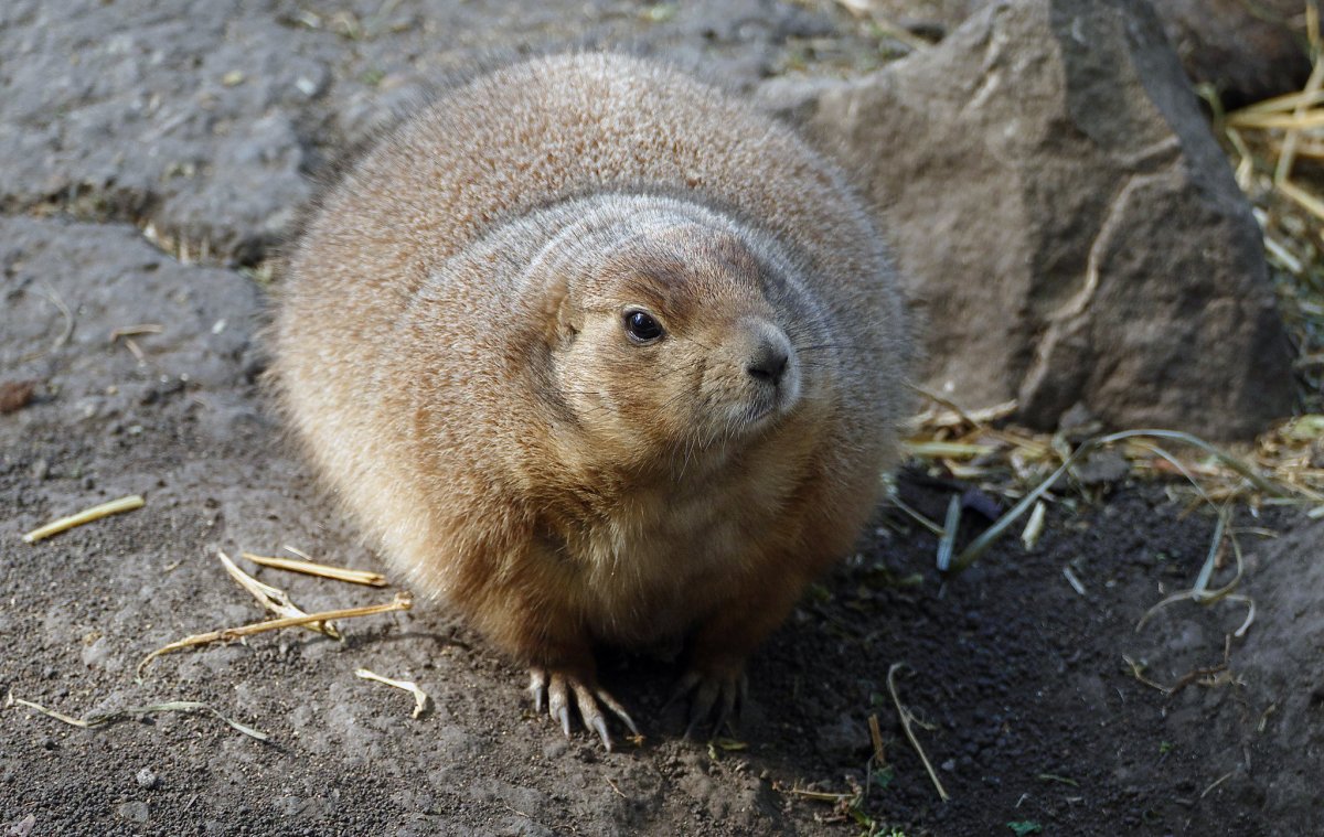 Китайская собачка Огородная