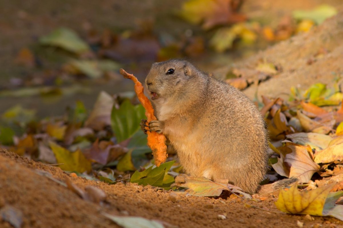 Полевой хомяк карбыш