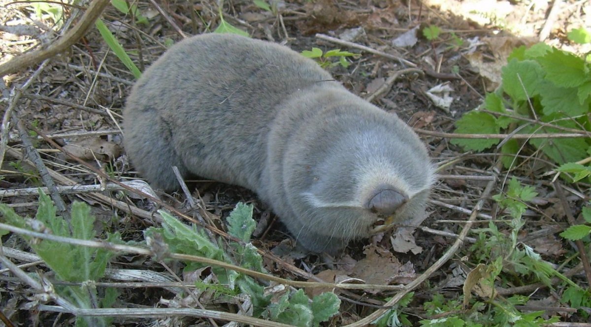 Собака копает