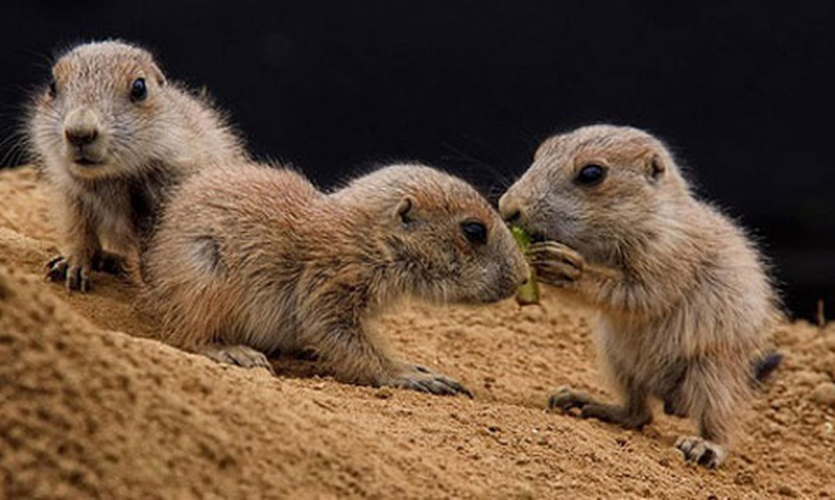 Маленькие животные живущие большими колониями