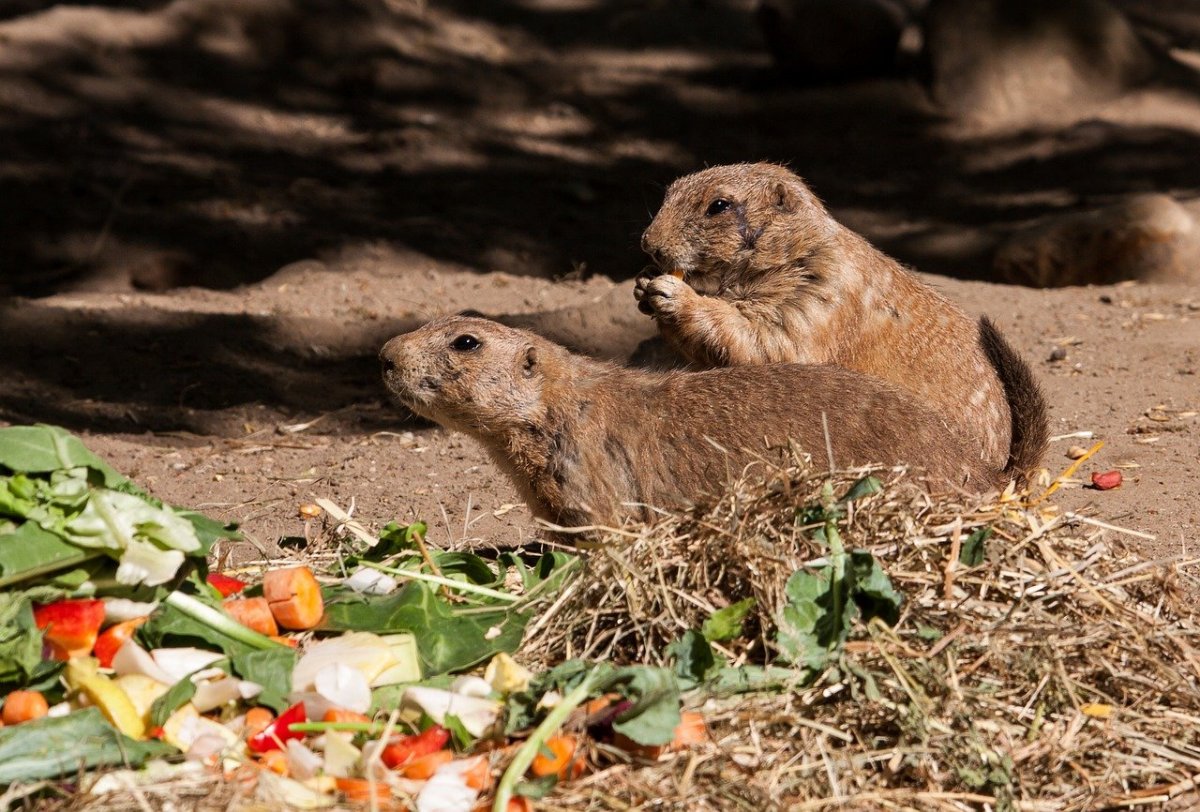 Собачка Луговая на даче