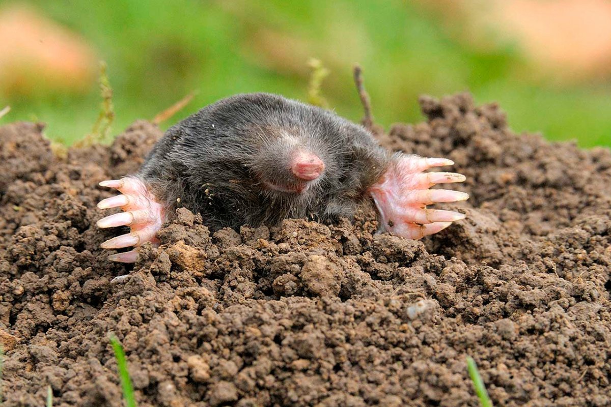 Земляной Крот