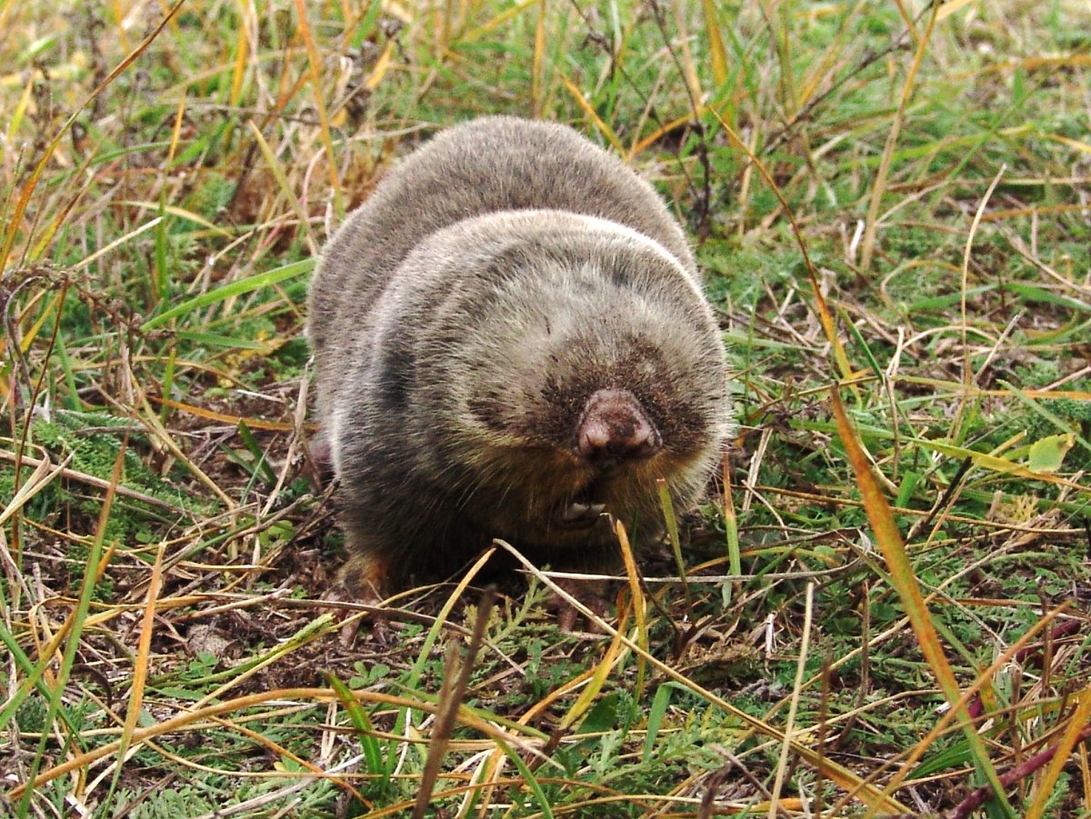 Слепыш хомяк слепыш